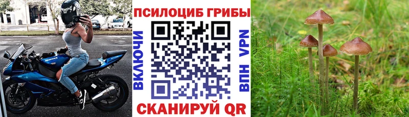 Псилоцибиновые грибы Psilocybe Нурлат